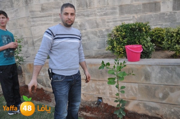 trees yaffa jamhairea (13).JPG